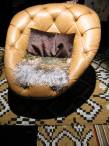 Moroso