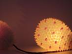 Lichtwesen