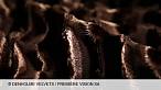 Premi�re Vision