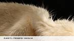 Premi�re Vision