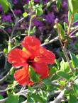 On a walk through Bormes les Mimosas