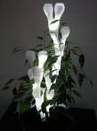 "Ivy Light" by Izabela Cichecka and Marcela Kawka